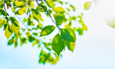 CSR・環境への取り組み