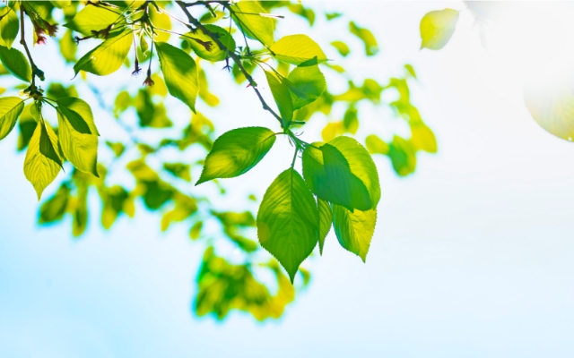 CSR・環境への取り組み